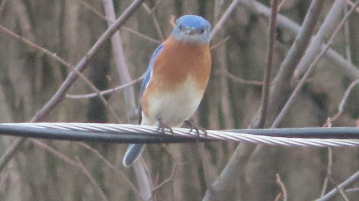 Eastern Bluebird - ML533287721