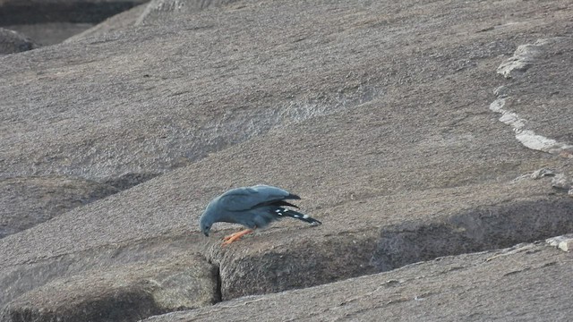 Crane Hawk - ML533288071