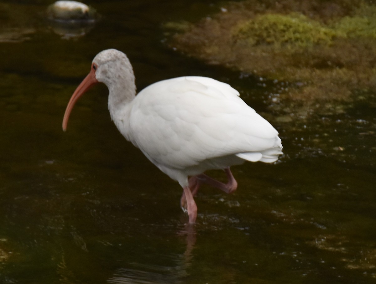 ibis bílý - ML533288461