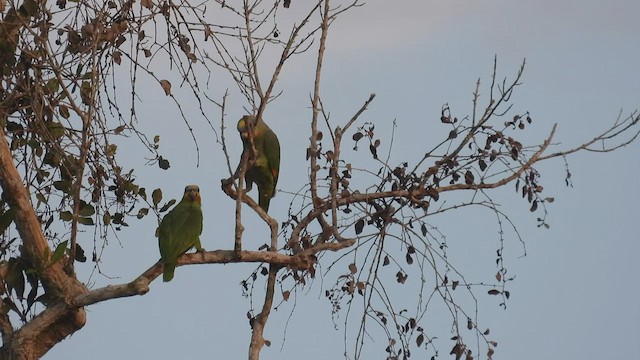 Orange-winged Parrot - ML533288701