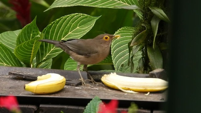 Spectacled Thrush - ML533288941