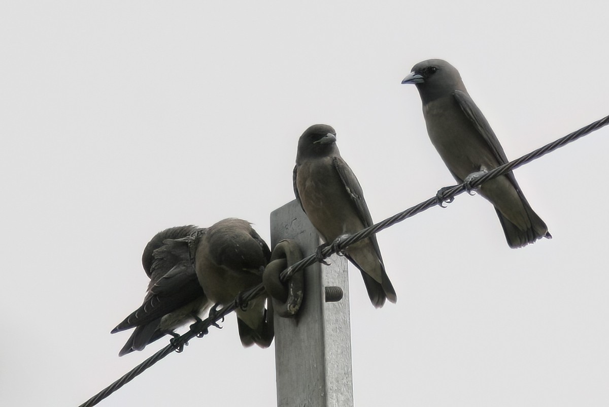 Ashy Woodswallow - ML533290031