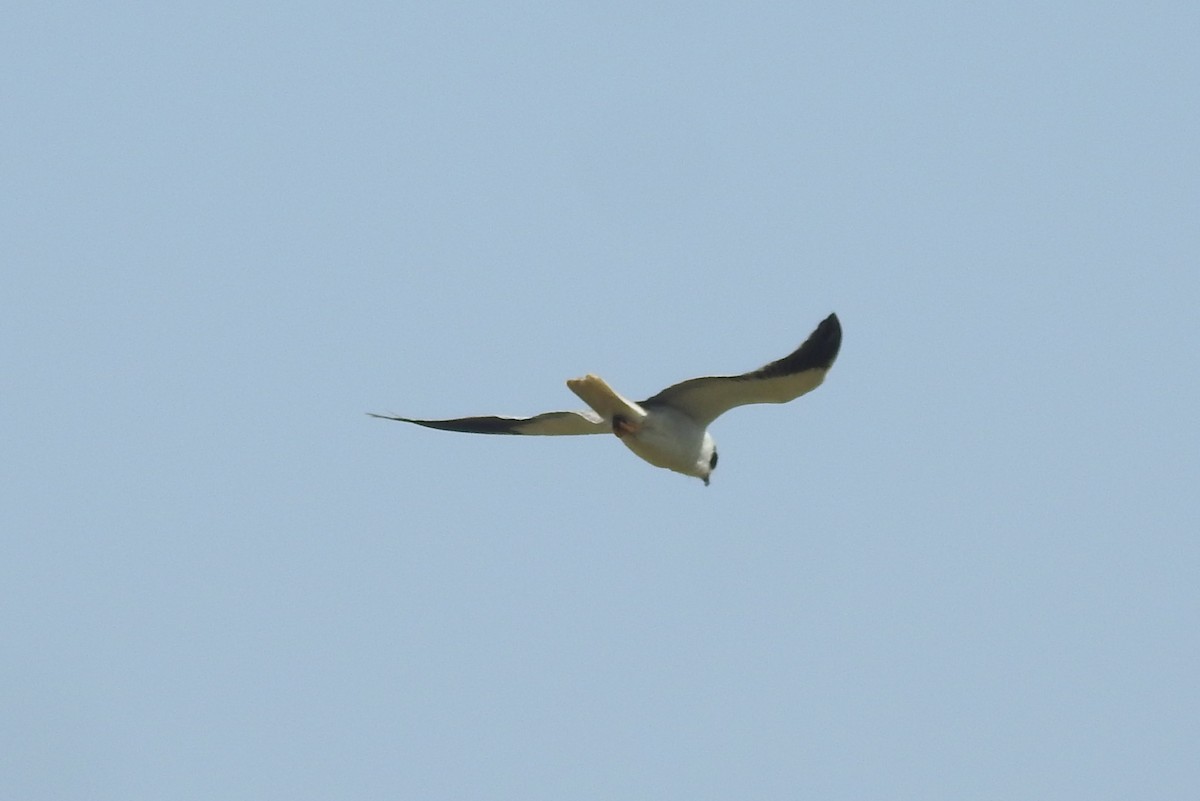 Black-winged Kite - Manoj Karingamadathil