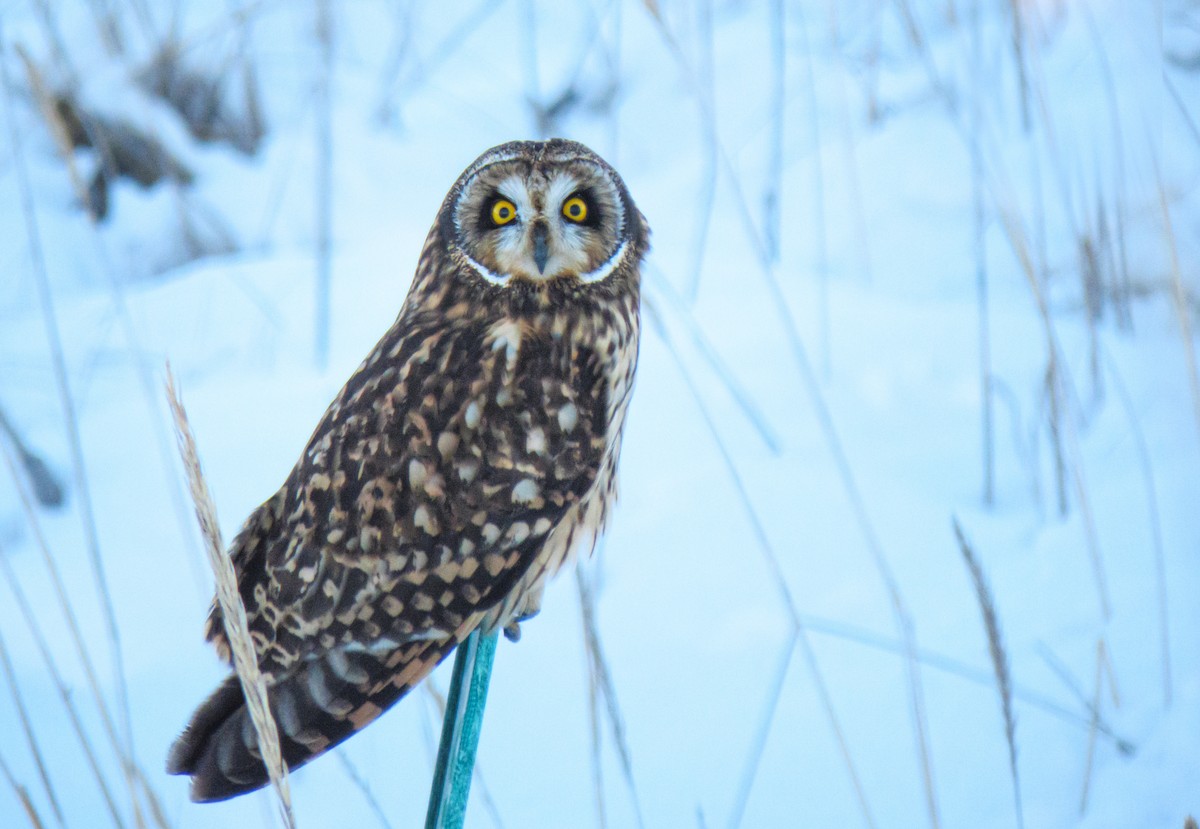 Short-eared Owl (Northern) - ML533293991
