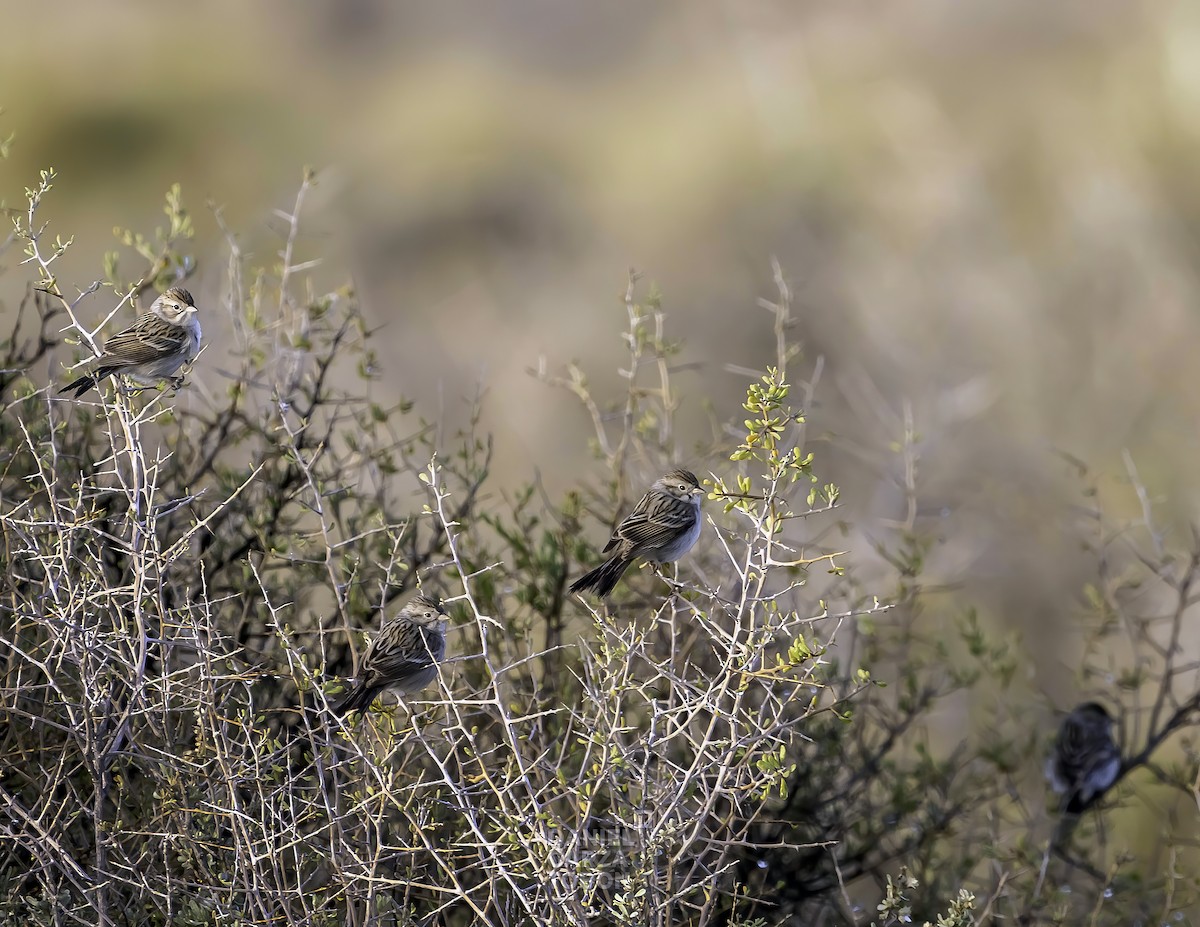 Brewer's Sparrow - ML533294011