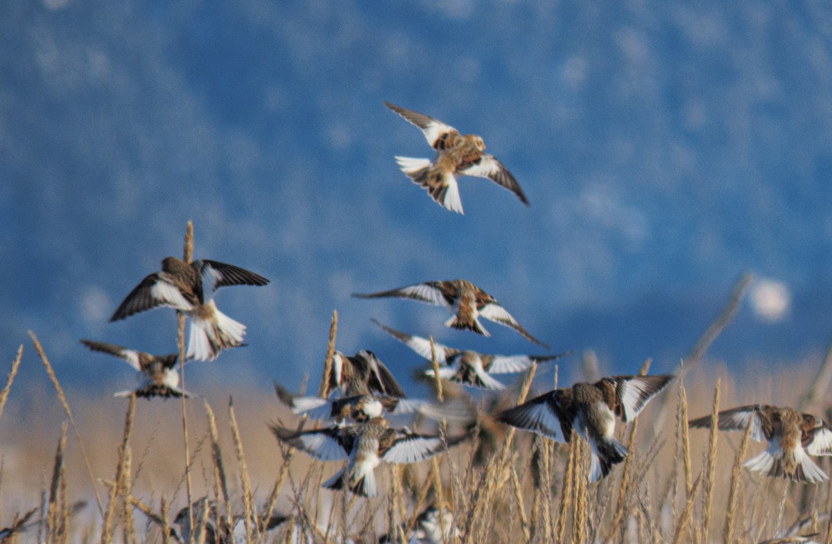 Snow Bunting - ML533294211