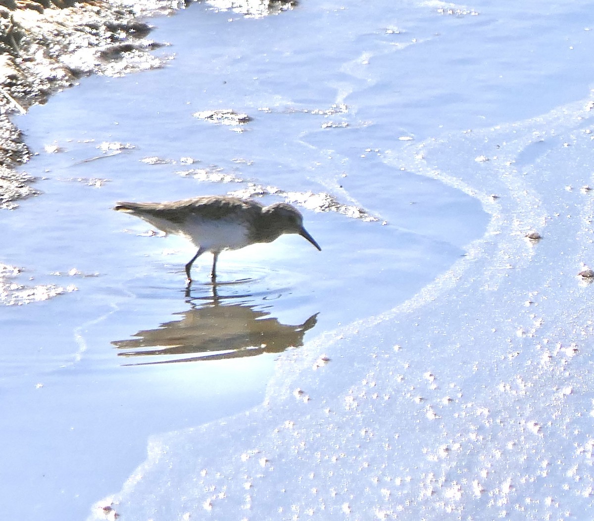 Least Sandpiper - Marc Bierdzinski