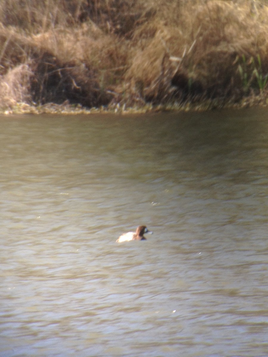 Greater Scaup - ML53329521