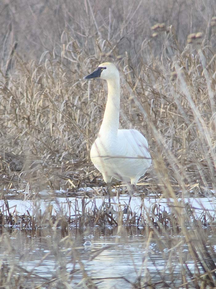 Tundra Swan - ML533296141