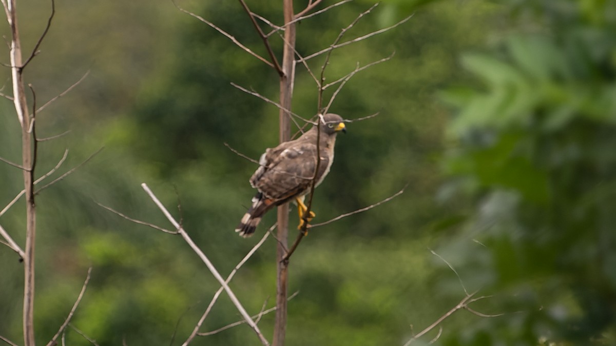 Roadside Hawk - ML533296391