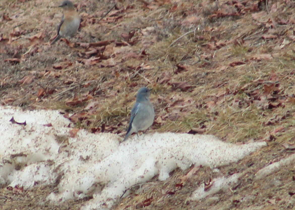 Mountain Bluebird - ML533296891