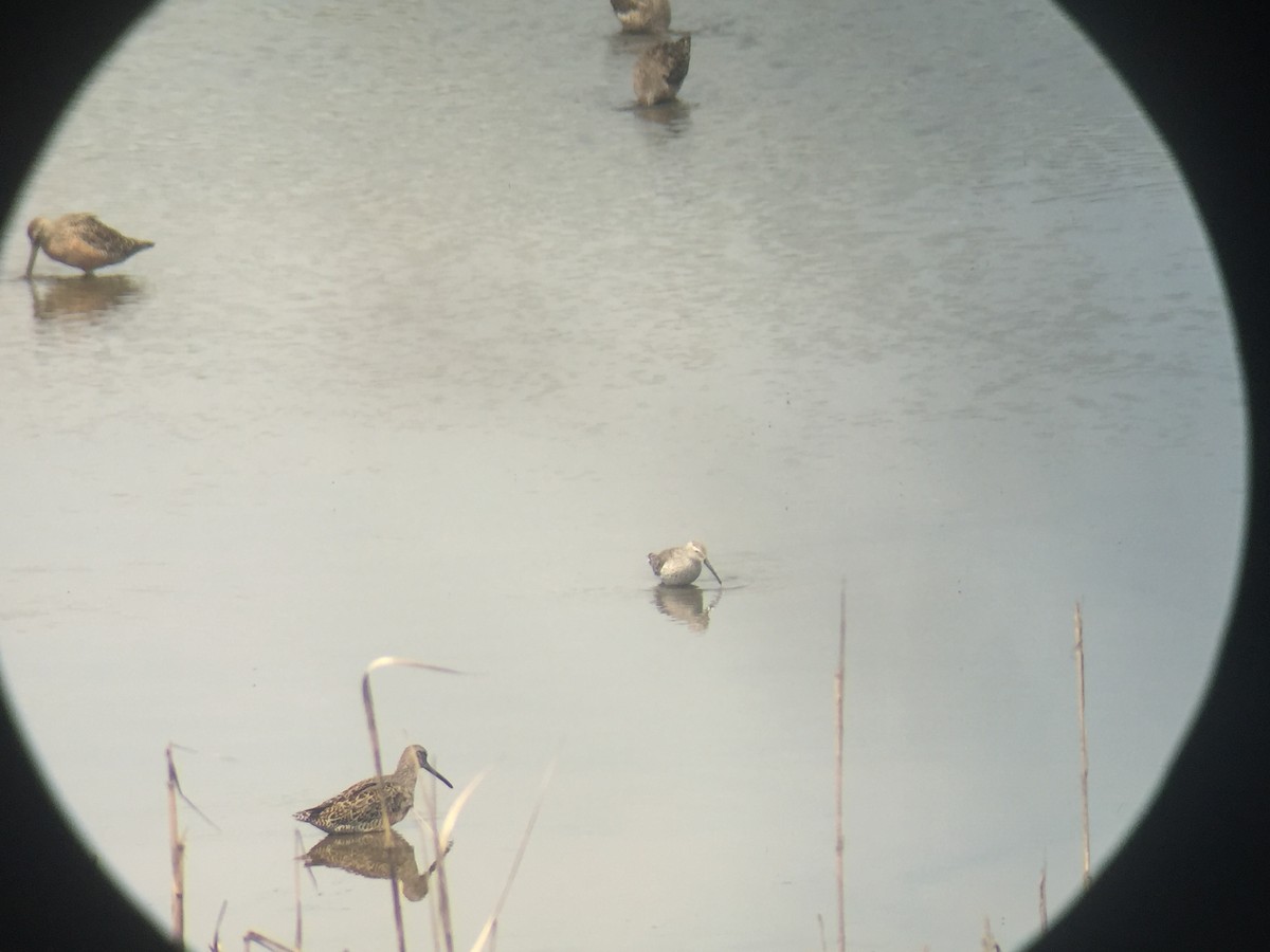 Stilt Sandpiper - Lauren Gingerella