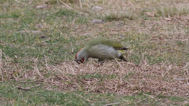 Iberian Green Woodpecker - ML533297911