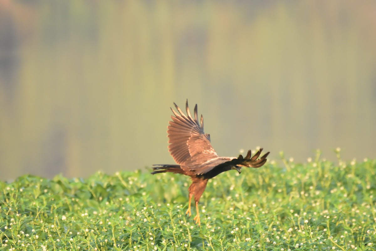 Western Marsh Harrier - ML533299291