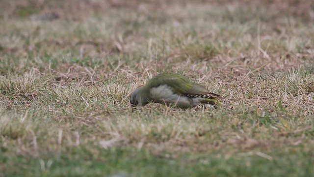 Iberian Green Woodpecker - ML533299331