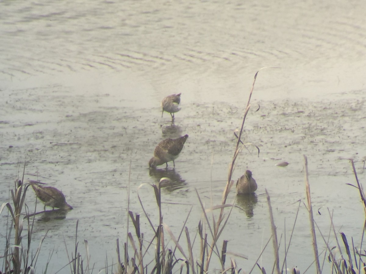 Long-billed Dowitcher - ML53329941