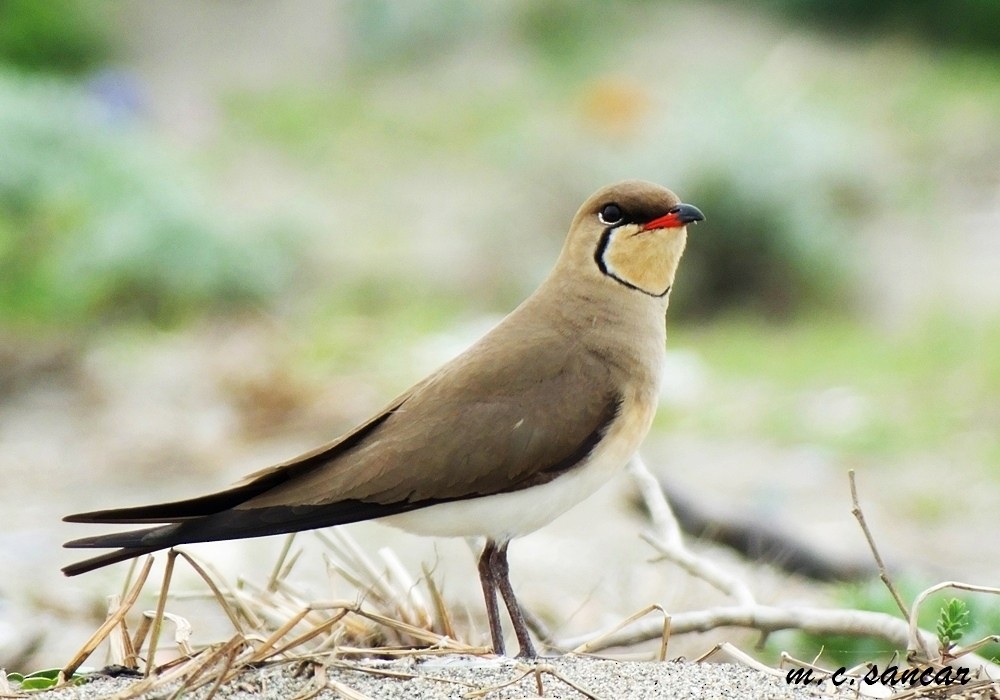 Collared Pratincole - ML533299561