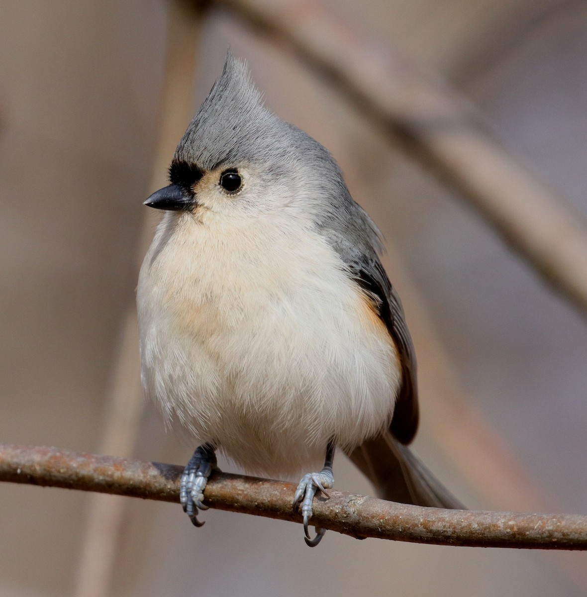 Tufted Titmouse - ML533300131
