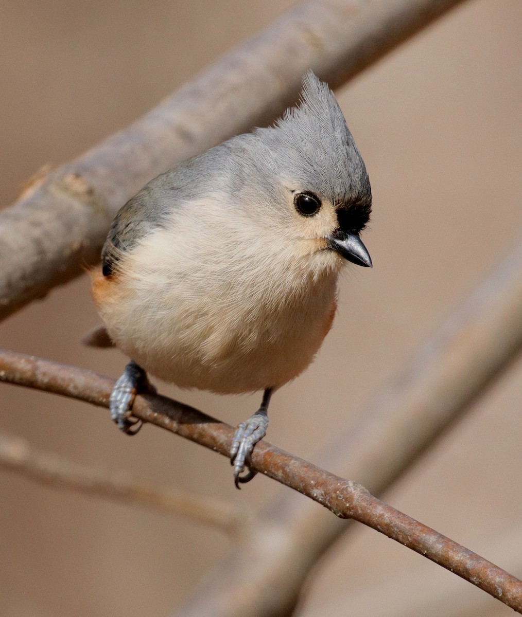 Tufted Titmouse - ML533300341