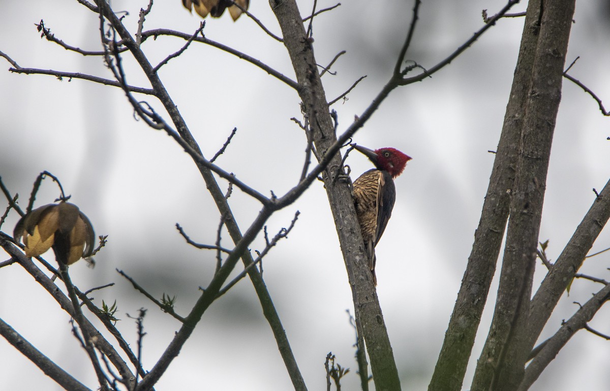 Guayaquil Woodpecker - David F. Belmonte