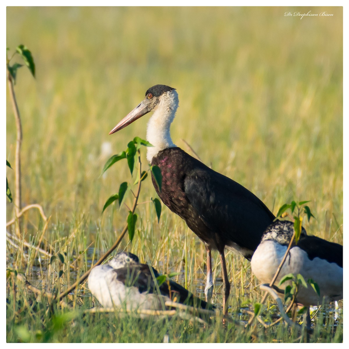 Asian Woolly-necked Stork - ML533300631