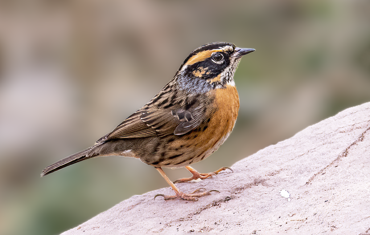 Rufous-breasted Accentor - Parmil Kumar