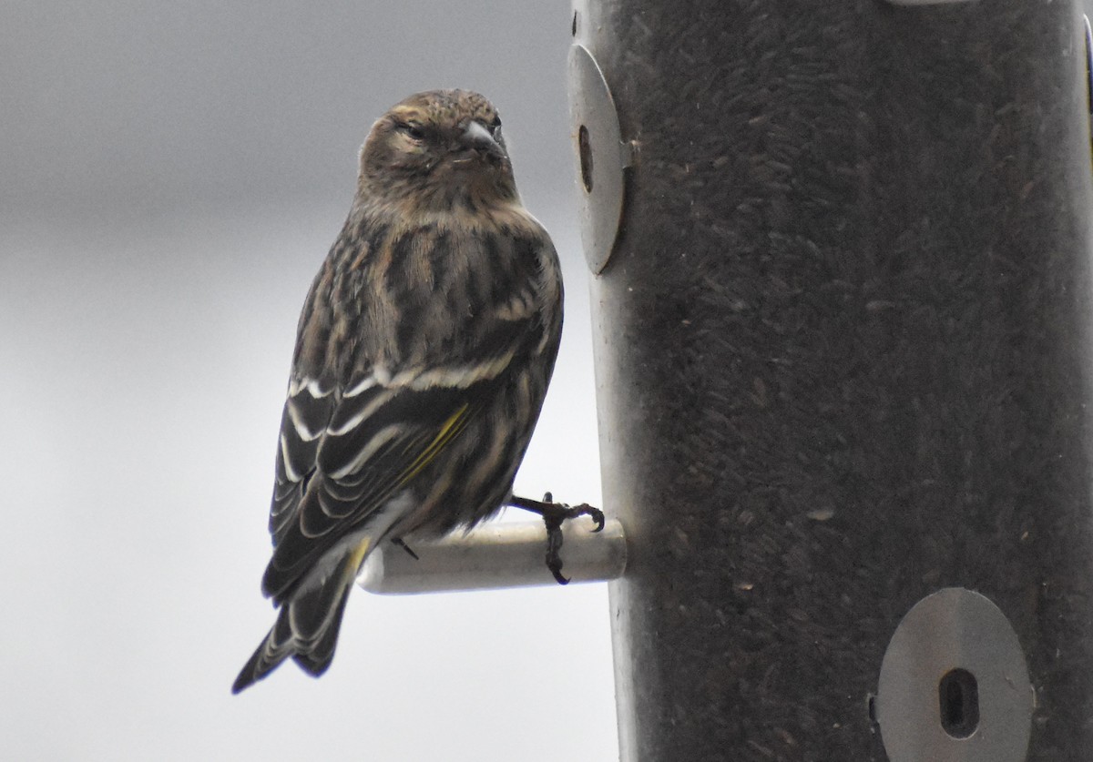 Pine Siskin - ML533301991