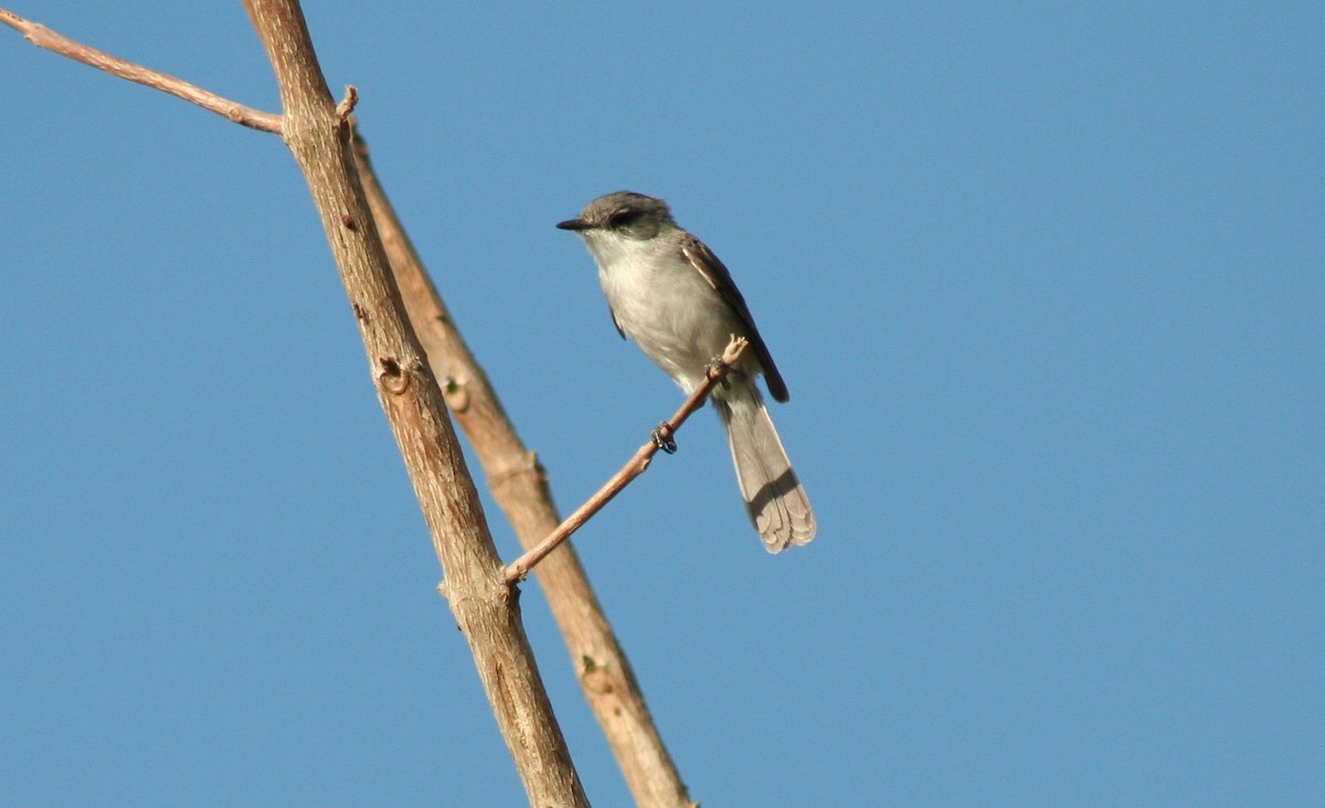 River Tyrannulet - John Drummond