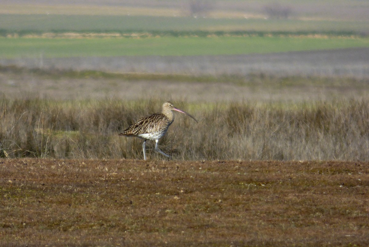 Eurasian Curlew - Alfonso Rodrigo