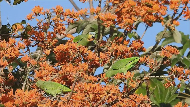 Orange-winged Parrot - ML533302711