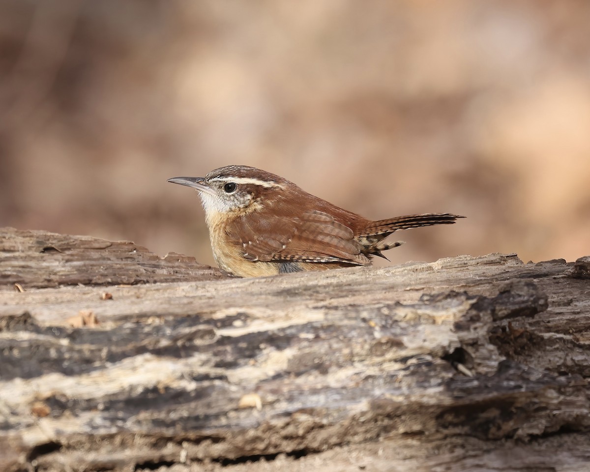 Carolina Wren - ML533305201