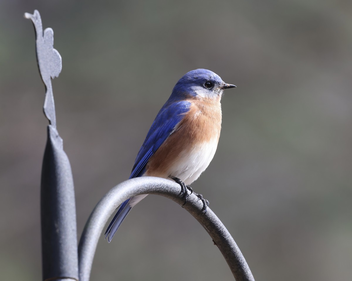 Eastern Bluebird - ML533305211