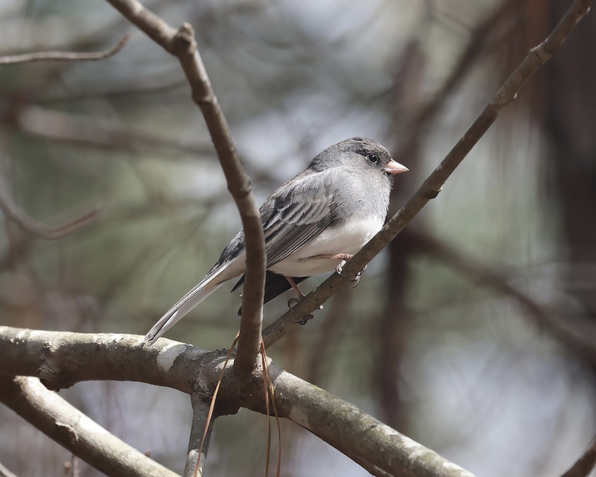 vinterjunko (hyemalis/carolinensis) - ML533305261