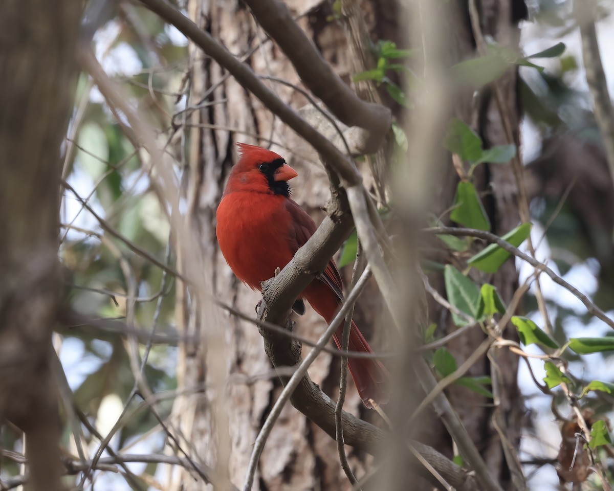 Cardinal rouge - ML533305351