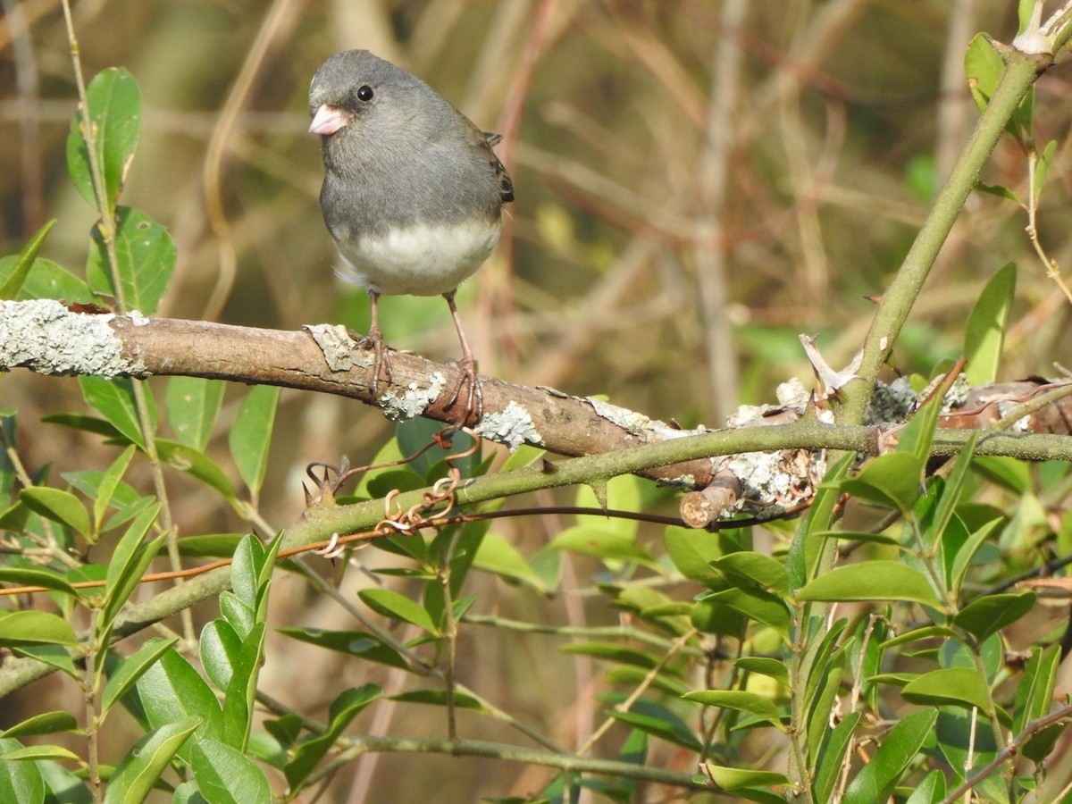 Junco Ojioscuro - ML533305381