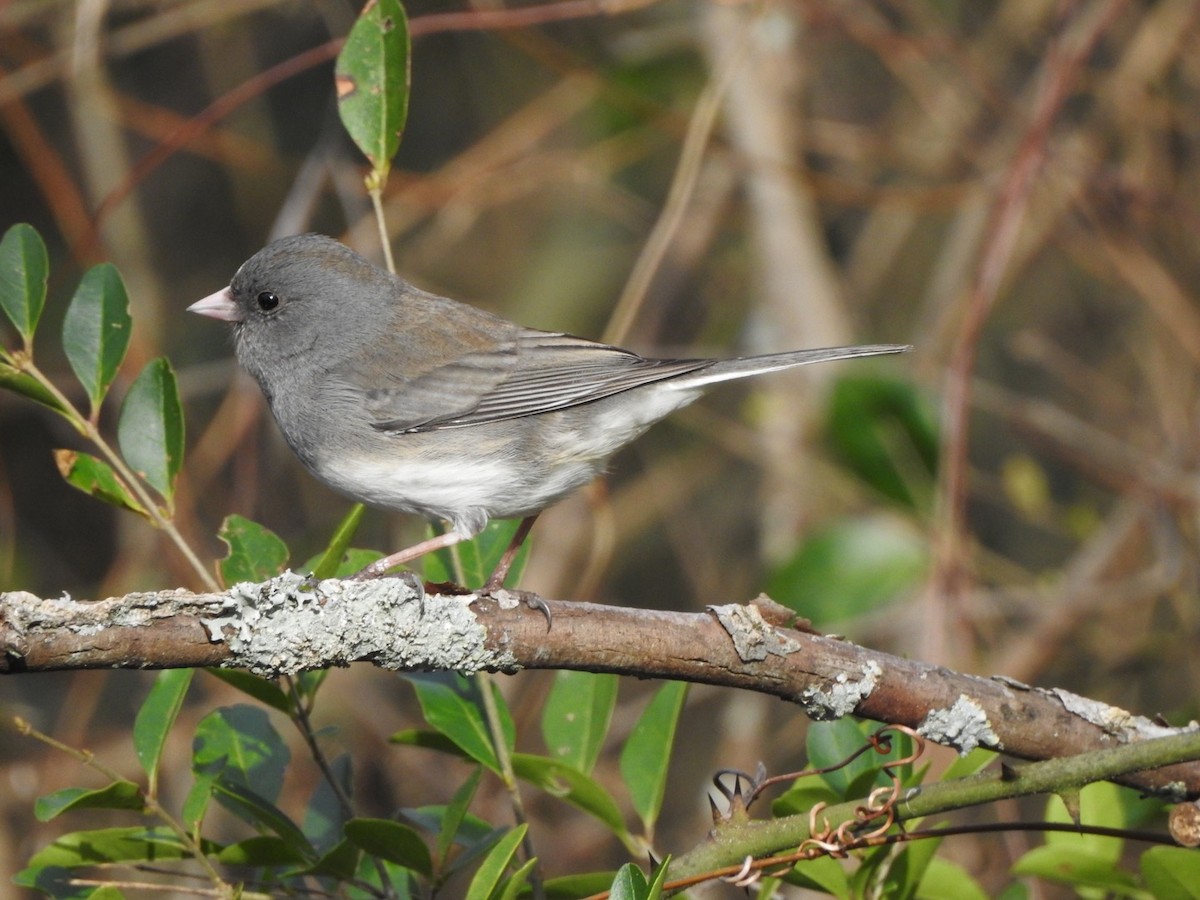 Junco Ojioscuro - ML533305391