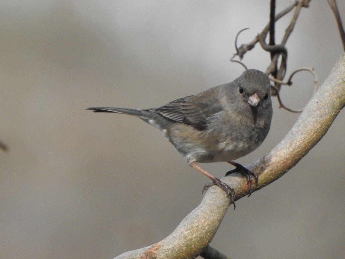 Junco Ojioscuro - ML533305401