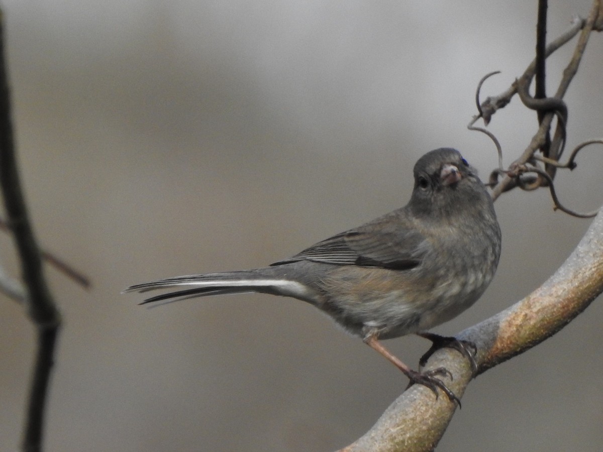 Junco Ojioscuro - ML533305411