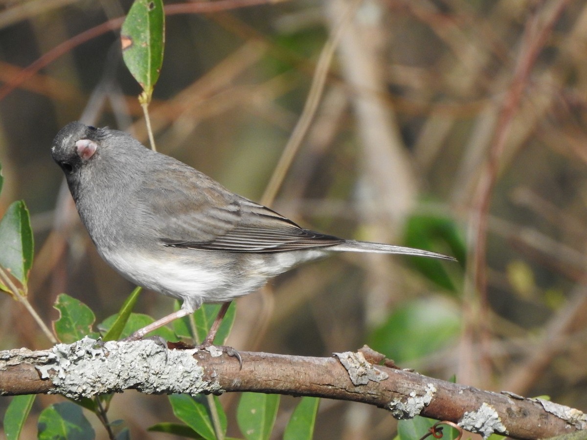 Dark-eyed Junco - Bill Hooker