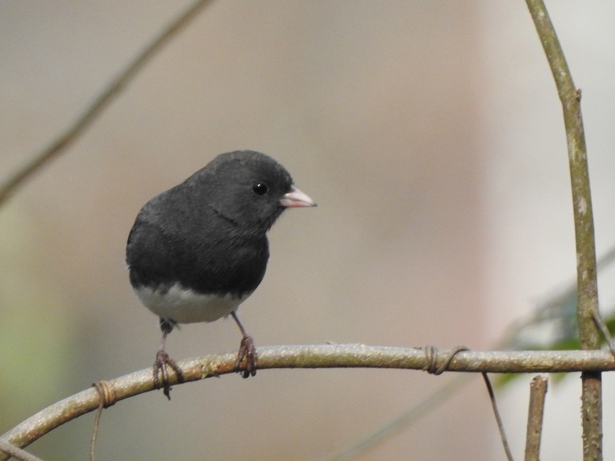 Junco Ojioscuro - ML533305431