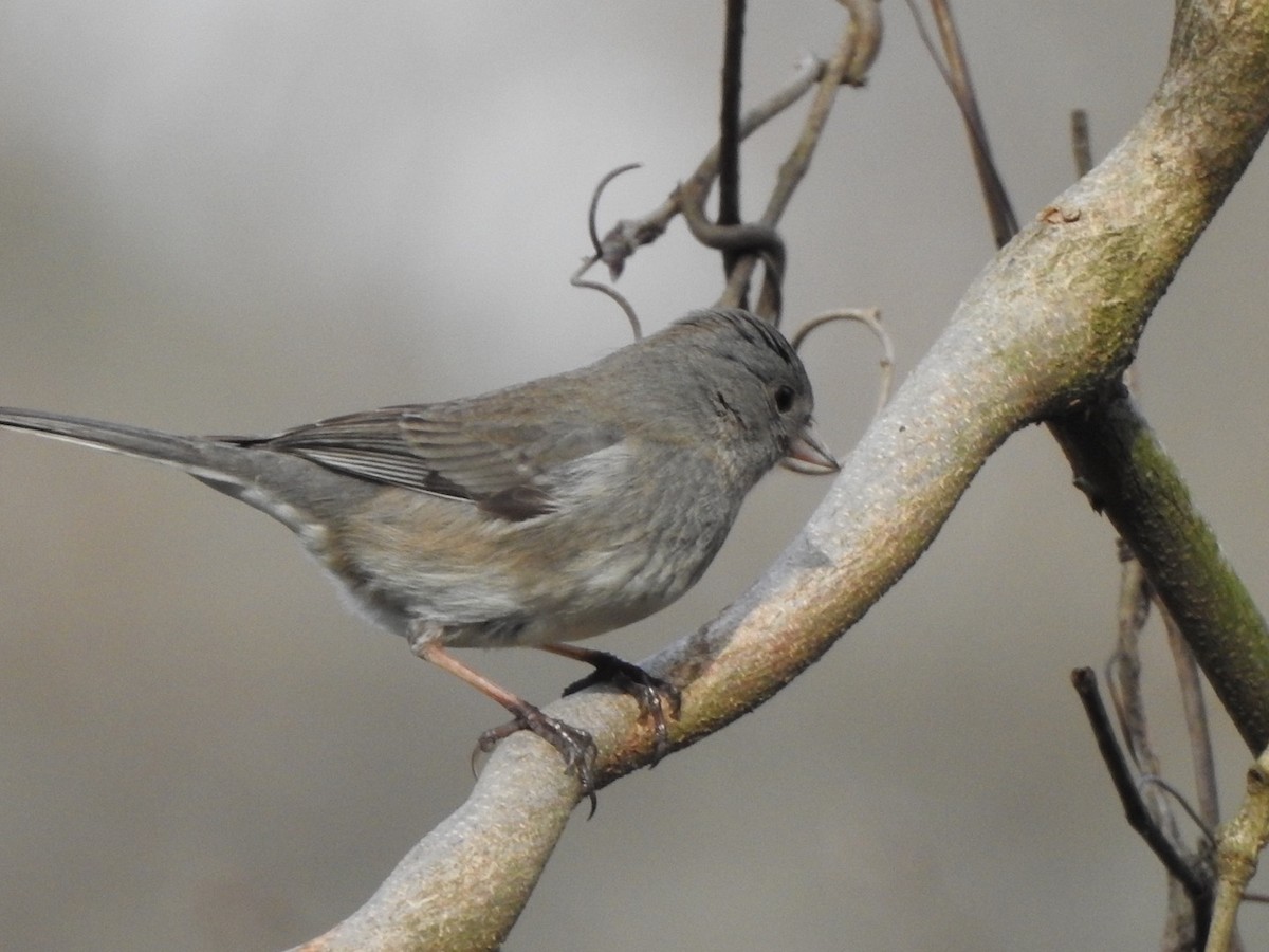 Junco Ojioscuro - ML533305441