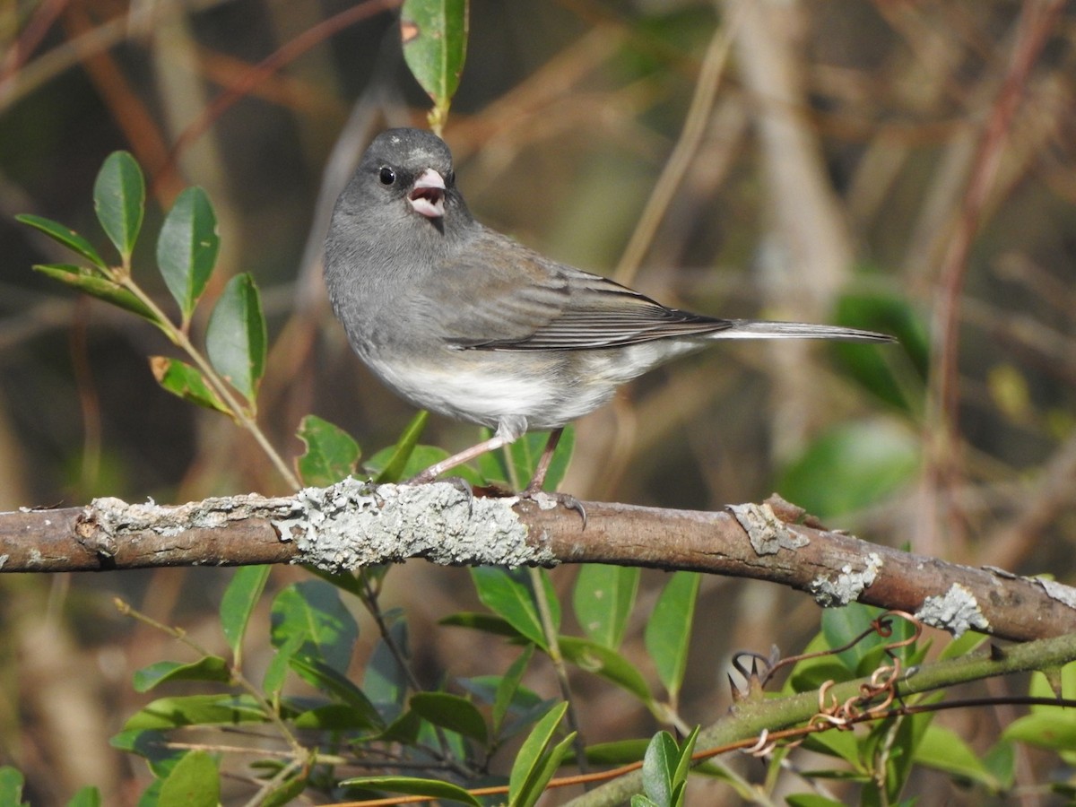 Junco Ojioscuro - ML533305451