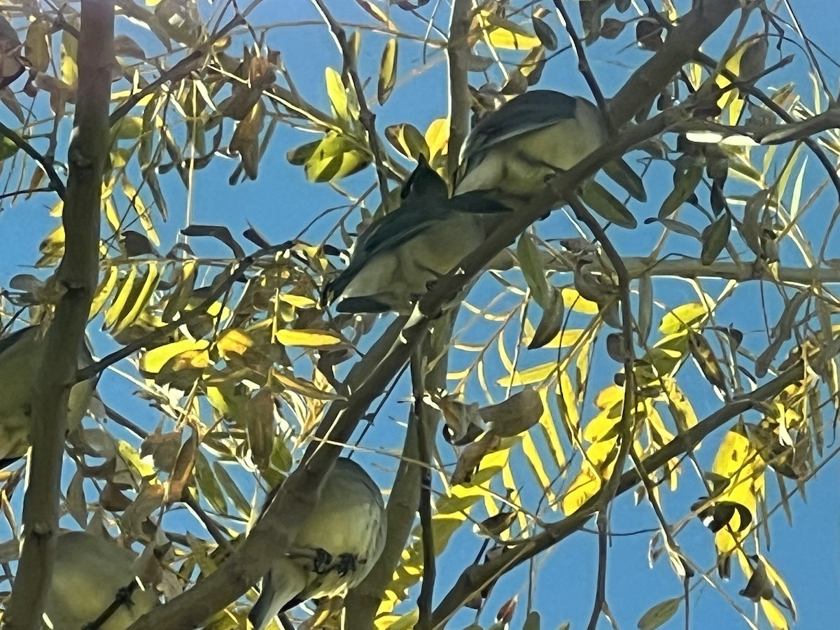 Cedar Waxwing - ML533305651