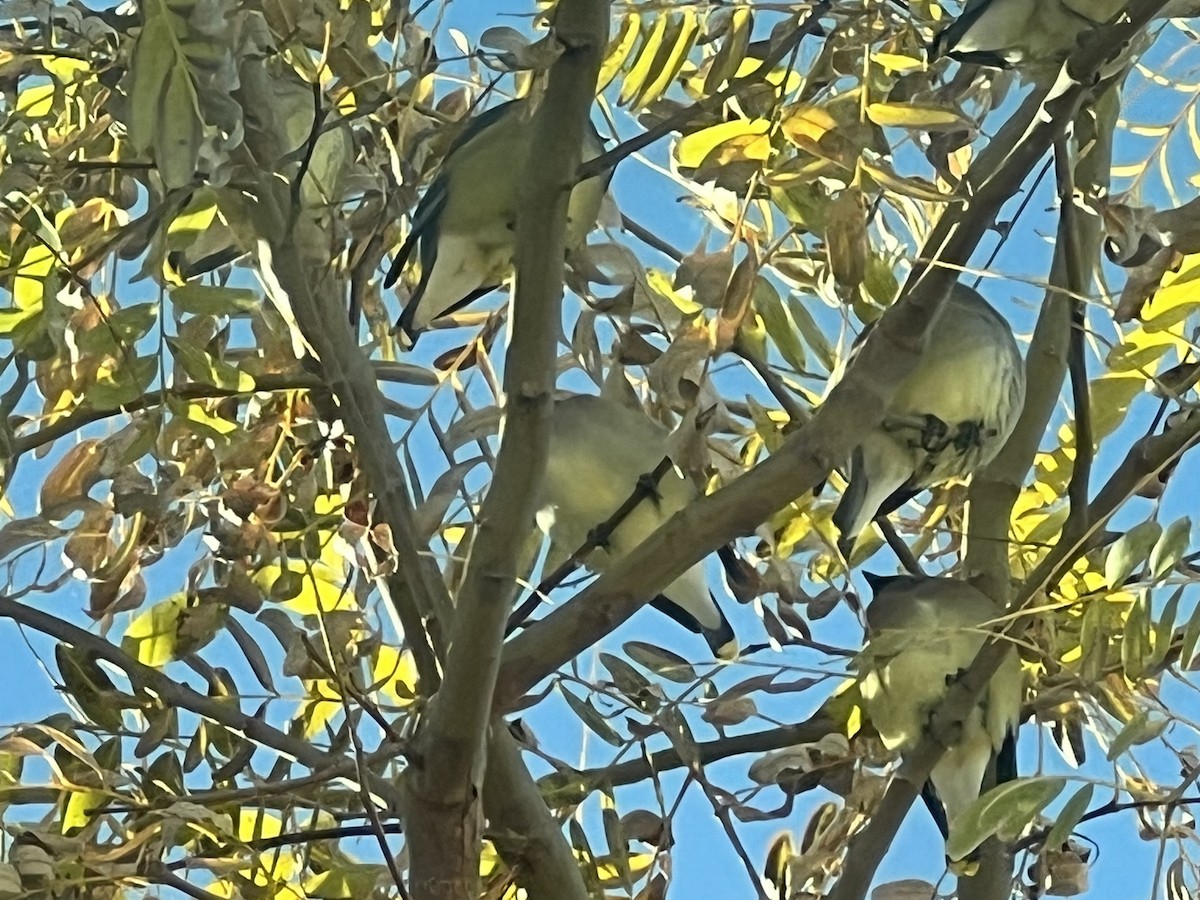 Cedar Waxwing - ML533305661