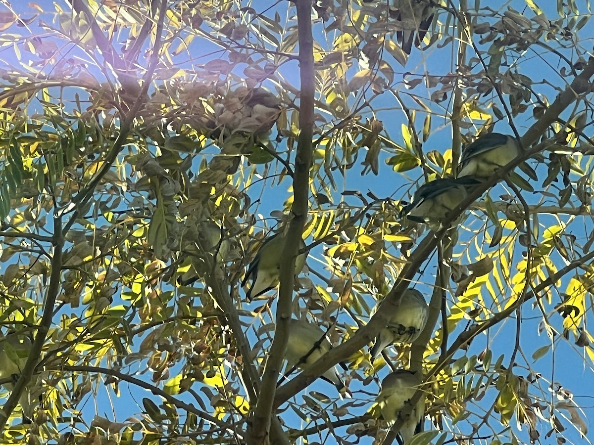 Cedar Waxwing - ML533305671