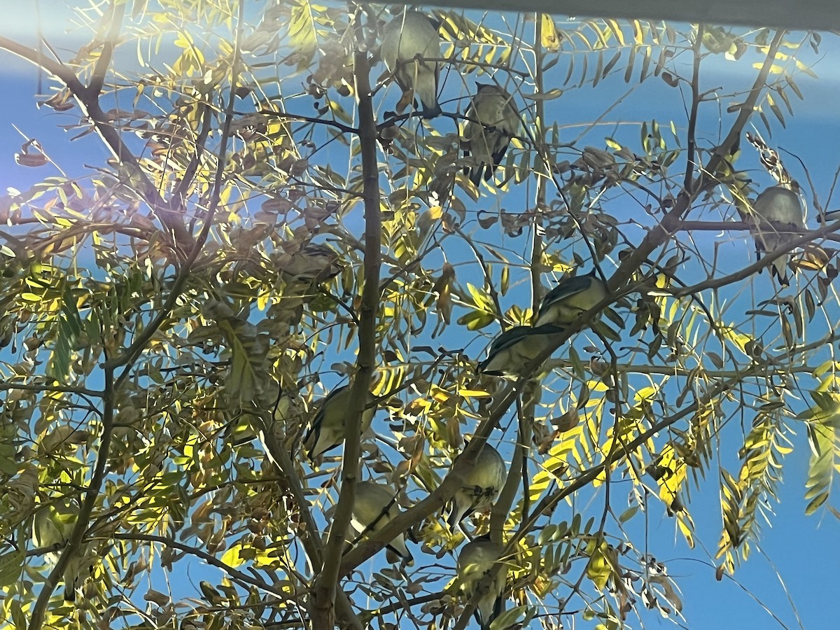 Cedar Waxwing - ML533305681