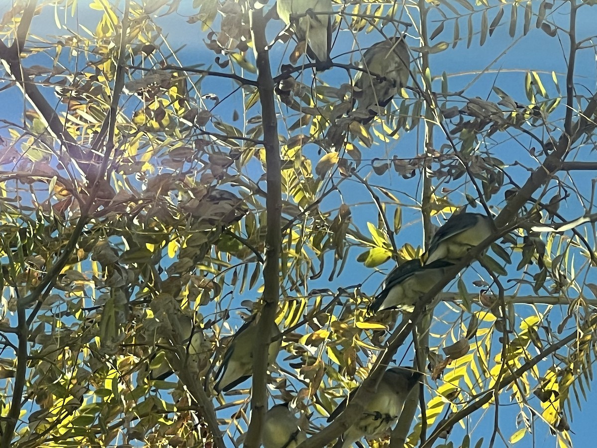 Cedar Waxwing - ML533305691