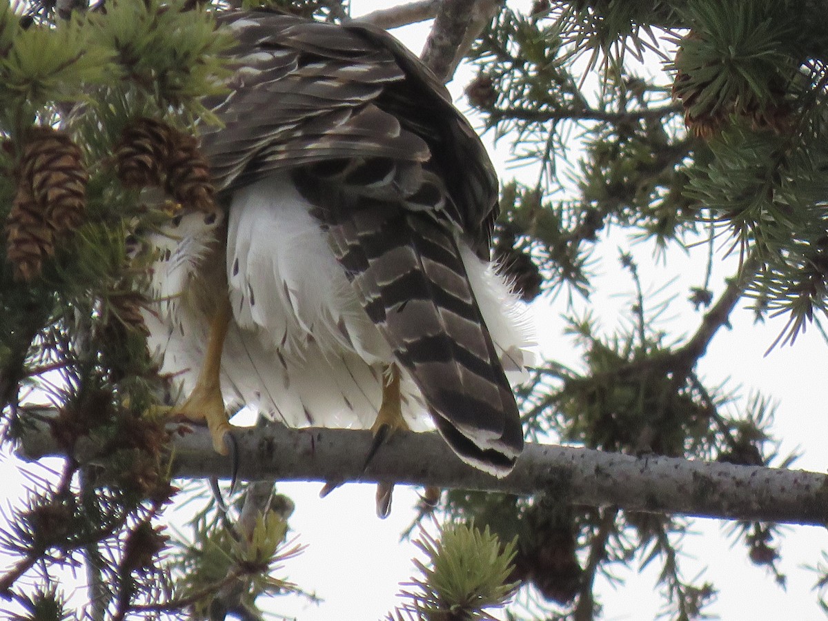 American Goshawk - ML533306021