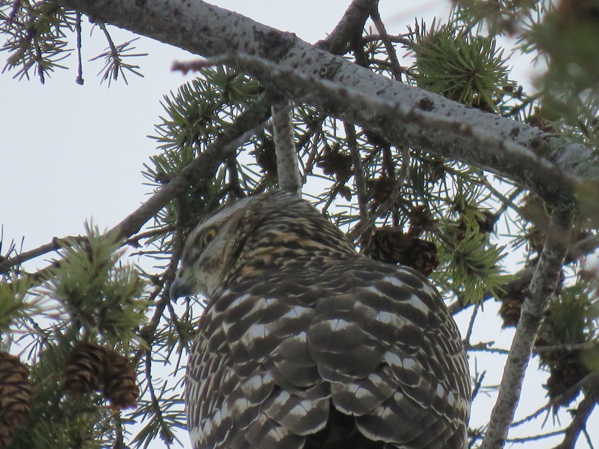 American Goshawk - ML533306041