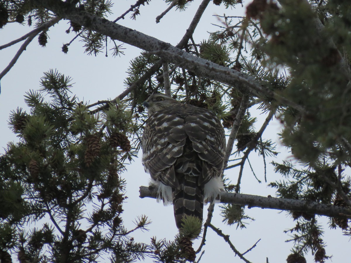 American Goshawk - Wendy Roberts